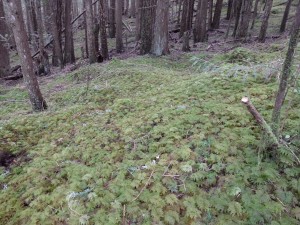 Elphinstone Community Health Trail