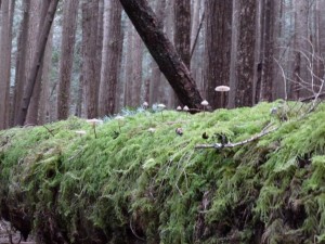 RC-Elp-Park-loop+IM MedMktr 031