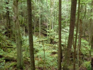 RC-Elp-Park-loop+IM MedMktr 039