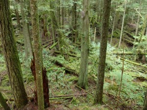 Elphinstone Community Health Trail