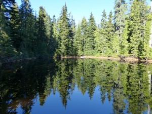 One of Three Pristine Mountain Lakes that are Threatened by Proposed Logging of the Dakota Bowl Bear Sanctuary - Could the reflection be any clearer?