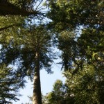 Help protect  the Reed Rd Forest Reserve