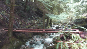 New Bridge over Gough Creek - Elphinstone Community Health Trail