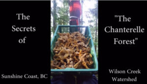 chanterelle-forest-video