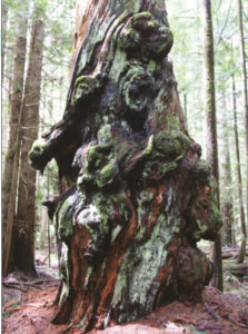 ELF has found an example of one gnarly tree shown here in an undisclosed location in the Elphinstone Forest. It will not be part of the submissions. ROSS MUIRHEAD PHOTO